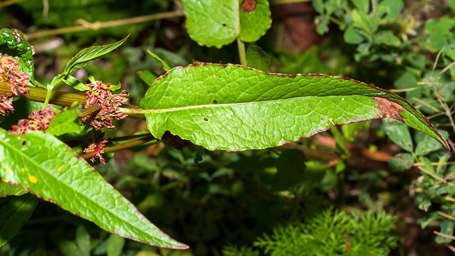 Rumex cfr. crispus